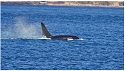 293_killer whales.jpg
